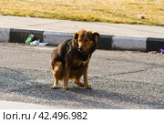 Brown non-pedigree dog pooping on the asphalt road in the city. Стоковое фото, фотограф VittoriaChe / Фотобанк Лори