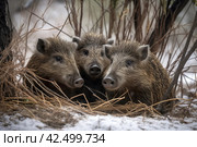 Group of javelina animals in winter season. Generate ai. Стоковое AI-изображение, AI-художник Иван Рябоконь / Фотобанк Лори