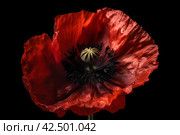 Red poppy flower. Generate Ai. Стоковое AI-изображение, AI-художник Иван Рябоконь / Фотобанк Лори