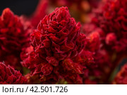 Celosia cristata red. Generate Ai. Стоковое AI-изображение, AI-художник Иван Рябоконь / Фотобанк Лори