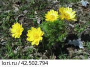 Южный Урал, Башкирия: цветущий адонис весенний (Adonis vernalis). Southern Urals, Bashkiria: blooming spring adonis (Adonis vernalis). Стоковое фото, фотограф Евгений Романов / Фотобанк Лори