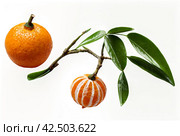 Picture of fresh ripe mandarin at isolated white background. Illustration of mandarine for design project, poster, banner, logotype. Fresh fruits concept. Copy ad text space. Generative Ai image. Стоковое AI-изображение, AI-художник Aleksandr Golubev / Фотобанк Лори