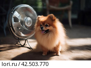 Pomeranian dog cooling near the electrical fan. Generate ai. Стоковое AI-изображение, AI-художник Иван Рябоконь / Фотобанк Лори