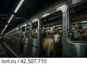 Sheep crammed subway. Generate ai. Стоковое AI-изображение, AI-художник Иван Рябоконь / Фотобанк Лори