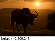 Spanish toro bull on field with scenic sunset view. Generate ai. Стоковое AI-изображение, AI-художник Иван Рябоконь / Фотобанк Лори