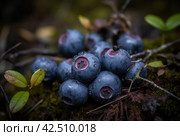 Heap blueberries in northern forest. Generate ai. Стоковое AI-изображение, AI-художник Иван Рябоконь / Фотобанк Лори