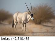 Oryx antelope wild endangered species. Generate ai. Стоковое AI-изображение, AI-художник Иван Рябоконь / Фотобанк Лори