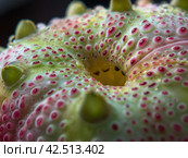 Macro Texture of Sea Cucumber. Стоковое AI-изображение, AI-художник Кирилл Черезов / Фотобанк Лори