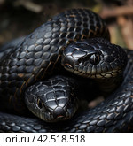 Two black snakes coiled upward, realistic photo.    Generative AI. Стоковое AI-изображение, AI-художник Анна Кривицкая / Фотобанк Лори