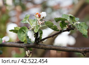 An apple tree branch damaged by the apple blossom beetle (Anthonomus pomorum) and honeyweed (Cacopsylla mali) Стоковое фото, фотограф Ирина Горбачева / Фотобанк Лори