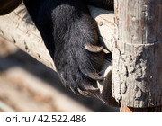 Лапа гималайского медведя. Стоковое фото, фотограф Павел Сапрыкин / Фотобанк Лори