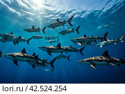 Great Hammerhead Shark. School of Hammerheads swimming in Red sea. Sharks in wild. Marine life underwater in blue ocean. Observation animal world. Scuba diving adventure in Red sea, coast Africa. Стоковое AI-изображение, AI-художник Aleksandr Golubev / Фотобанк Лори