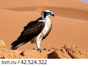 Bird is an osprey on sand san close up. Portrait of osprey (Pandion haliaetus) sitting on rock ridge in Sahara desert Observation animal world. Really adventure in Red sea, coast Africa. Стоковое AI-изображение, AI-художник Aleksandr Golubev / Фотобанк Лори