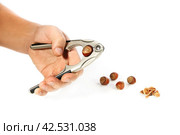 Hand compress pliers for splitting nut hazelnut shells, hand tools in use. Стоковое фото, фотограф Vladimir Vikhrov / Фотобанк Лори