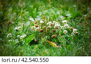 Белый клевер. Белый цветущий клевер среди густой зеленой травы. / White clover. Summer background. White blooming clover among the thick green grass. Стоковое фото, фотограф Наталья Баранова / Фотобанк Лори