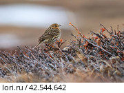 Конёк (Anthus). Маленькая дикая птица сидит на ветвях в тундре. Маленькая птичка крупным планом. Наблюдение за птицами в естественной среде обитания. Дикая природа Арктики. Чукотка, Сибирь, Дальний Восток России. Стоковое фото, фотограф Андрей Степанов / Фотобанк Лори