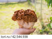 Большой гриб строчок в руке. Строчо́к — род сумчатых грибов семейства Дисциновые .Big mushroom stitch. Strochok is a genus of marsupial fungi of the family Discinae . (2022 год) Стоковое фото, фотограф Мария / Фотобанк Лори