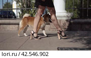 Крупный план женских ног дамы, идущей с собакой по улице. Close-up of female legs of an elegant young woman with her red dog is walking along the city street. Steadicam shot. Стоковое видео, видеограф EStarodubov / Фотобанк Лори
