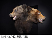 Чучело двухголового медведя в Музее аномалий тела - Санкт-Петербург, Россия, Март 2024. Редакционное фото, фотограф Мария L. / Фотобанк Лори