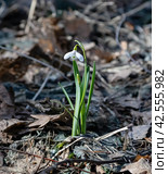 Подснежник (Galanthus) расцвел среди сухих прошлогодних листьев. Стоковое фото, фотограф Наталья Николаева / Фотобанк Лори