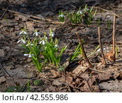Первые подснежники (Galanthus) пробились через сухие прошлогодние листья и пышно расцвели. Стоковое фото, фотограф Наталья Николаева / Фотобанк Лори