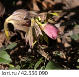 Расцветающий морозник (HELLEBORUS, семейство лютиковые) Стоковое фото, фотограф Наталья Николаева / Фотобанк Лори