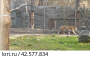 Лето, зоопарк, тигр гуляет по территории  summer, zoo, tiger walks around the territory. Стоковое видео, видеограф Опока Алексей / Фотобанк Лори