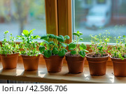Assortment of different types of aromatic herbs growing in pots on a bright and sunny windowsill. Стоковое AI-изображение, AI-художник Юрий Поздников / Фотобанк Лори