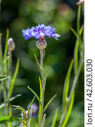 Mountain knapweed, cornflower. Стоковое фото, фотограф Валерия Зарубицкая / Фотобанк Лори