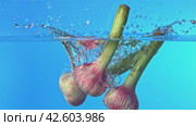 Super slow motion fresh garlic falls into the water with splashes on a blue background.Filmed on a high-speed camera at 1000 fps. Стоковое видео, видеограф Артем Шадрин / Фотобанк Лори