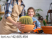 Mom and daughter are afraid to get pricked with a cactus, The girl touches the thorns. Repotting overgrown home plant large spiny cactus Echinocactus Gruzoni into new bigger pot. Стоковое фото, фотограф Ольга Симонова / Фотобанк Лори
