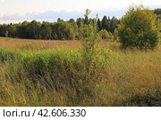 Young willow bush and a thicket of sedge at the edge of the field. Стоковое фото, фотограф Сергей Н / Фотобанк Лори
