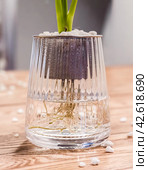 Spathiphyllum cochlearispathum commonly called peace lily growing in water in glass. Стоковое фото, фотограф Татьяна Терехина / Фотобанк Лори