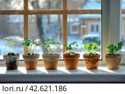 Small potted plants on a white window sill with a blurred background of a snowy landscape. Стоковое AI-изображение, AI-художник Юрий Поздников / Фотобанк Лори