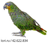 Фрактальное изображение красивого попугая. Fractal picture of Macaw Parrot isolated on white background. Стоковое фото, фотограф Татьяна Д / Фотобанк Лори