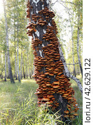 Желтые ложные опята (лат.Hypholoma fasciclee), растущие на старой березе в летнем лесу при ярком солнечном свете. Стоковое фото, фотограф Наталья Сухорукова / Фотобанк Лори