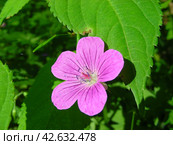 Герань лесная (Geranium sylvaticum) Стоковое фото, фотограф lana1501 / Фотобанк Лори