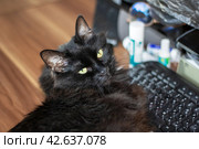 Black impudent cat lying on the keyboard. Стоковое фото, фотограф Аксенова Вера / Фотобанк Лори