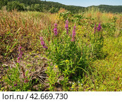Южный Урал, цветущий дербенник иволистный (Lythrum salicaria) или плакун-трава на берегу реки. The Southern Urals, flowering purple loosestr (Lythrum salicaria) on the riverbank. Стоковое фото, фотограф Евгений Романов / Фотобанк Лори
