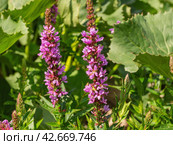 Южный Урал, цветущий дербенник иволистный (Lythrum salicaria) или плакун-трава на берегу реки. The Southern Urals, flowering purple loosestr (Lythrum salicaria) on the riverbank. Стоковое фото, фотограф Евгений Романов / Фотобанк Лори