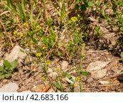 Южный Урал, цветущий желтушник левкойный (Erysimum cheiranthoides) на берегу реки. Southern Urals, flowering treacle-mustard (Erysimum cheiranthoides) on the river bank. Стоковое фото, фотограф Евгений Романов / Фотобанк Лори