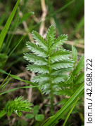 Potentilla anserina, Silverweed. Стоковое фото, фотограф Любовь Назарова / Фотобанк Лори