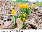 Желтые крокусы и сухие опавшие прошлогодние листья. Стоковое фото, фотограф E. O. / Фотобанк Лори