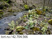 Ручей Коваленко, Адыгея. Стоковое фото, фотограф Оглоблин Андрей Николаевич / Фотобанк Лори