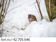 Крыска вылезла из норки. Стоковое фото, фотограф Валерий Иванович Клейменов / Фотобанк Лори