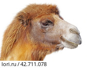 Портрет верблюда на белом фоне. Portrait of the beautiful camel on white background. Стоковое фото, фотограф Татьяна Д / Фотобанк Лори