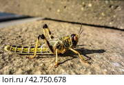 Young Egyptian locust on stone. Стоковое фото, фотограф Iva Noel / Фотобанк Лори