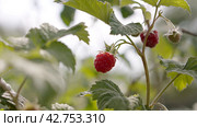 Women's hands picking ripe raspberry from the bush. Close-up. Стоковое видео, видеограф EStarodubov / Фотобанк Лори
