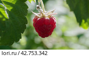 Female hands picking ripe raspberries from a bush. Close-up. Стоковое видео, видеограф EStarodubov / Фотобанк Лори