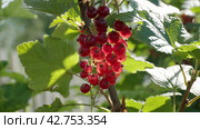 Female hands picking red currant from the bush. Close-up. Стоковое видео, видеограф EStarodubov / Фотобанк Лори